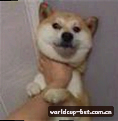赵强